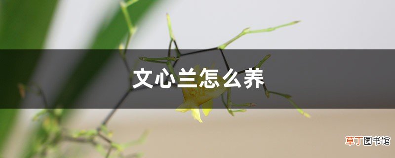文心兰怎么养