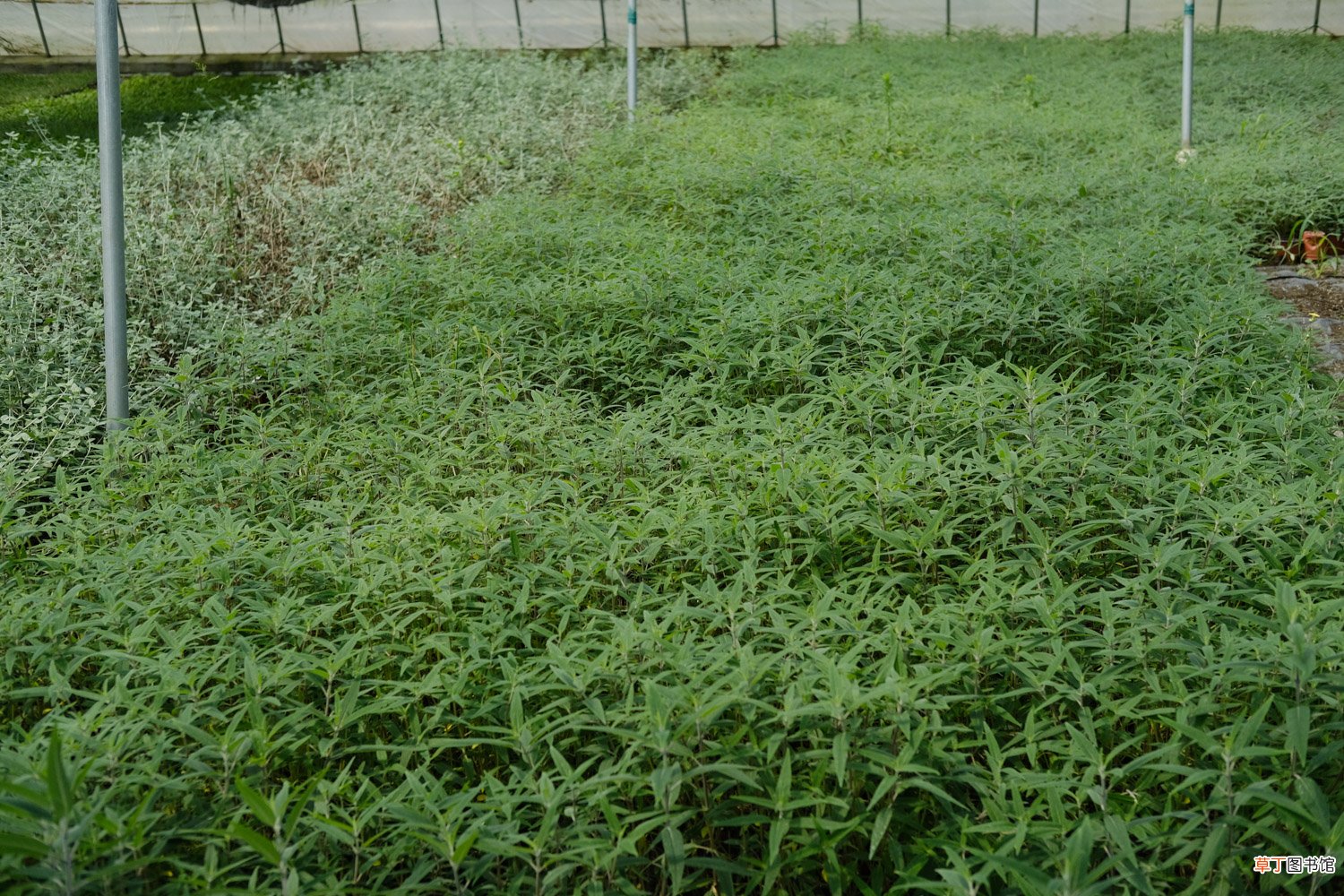 千屈菜什么时候开花，怎么养殖护理