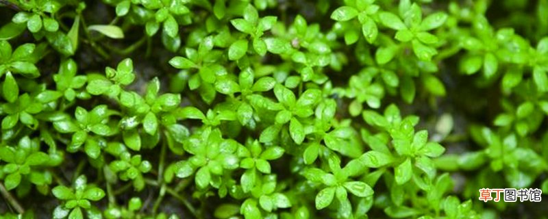 狗牙草养殖方法是什么