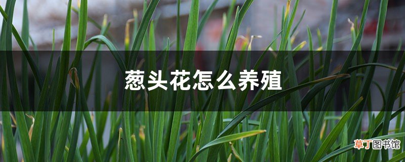 葱头花怎么养殖