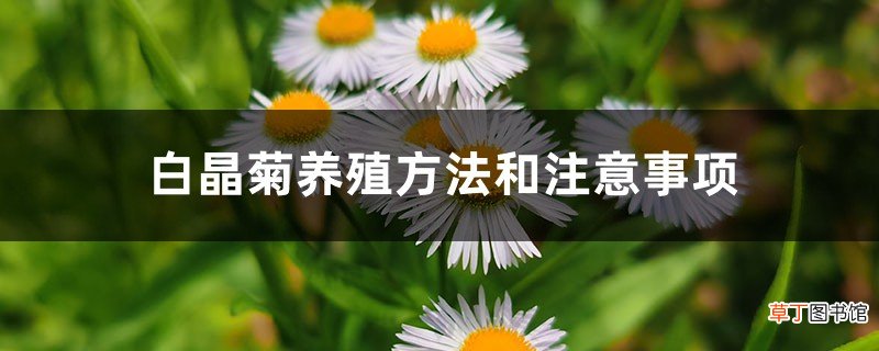 白晶菊养殖方法和注意事项