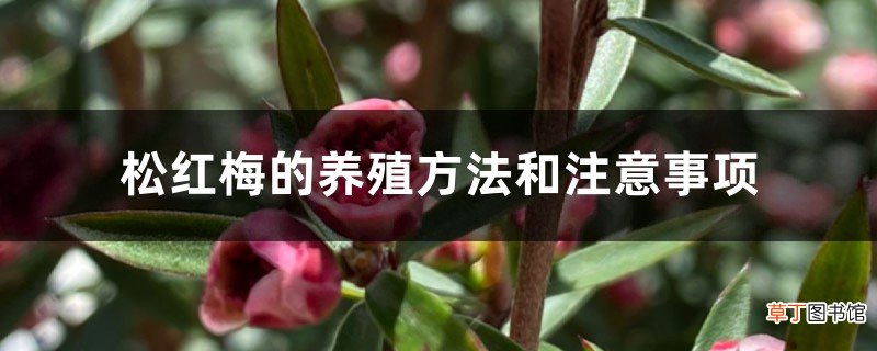 松红梅的养殖方法和注意事项