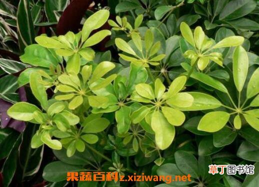 鸭脚木的养殖方法 养殖鸭脚木的注意事项