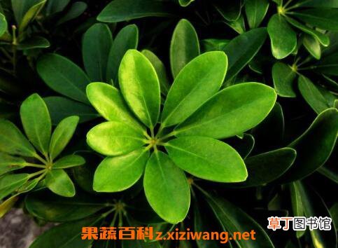 鸭脚木的功效与作用
