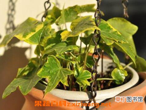金边常春藤如何养殖 金边常春藤的养殖方法