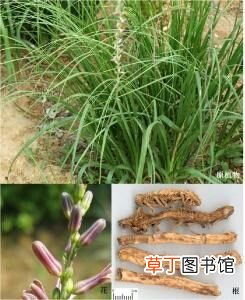 中药知母 中草药之知母