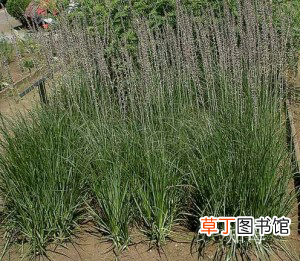 中药知母 中草药之知母