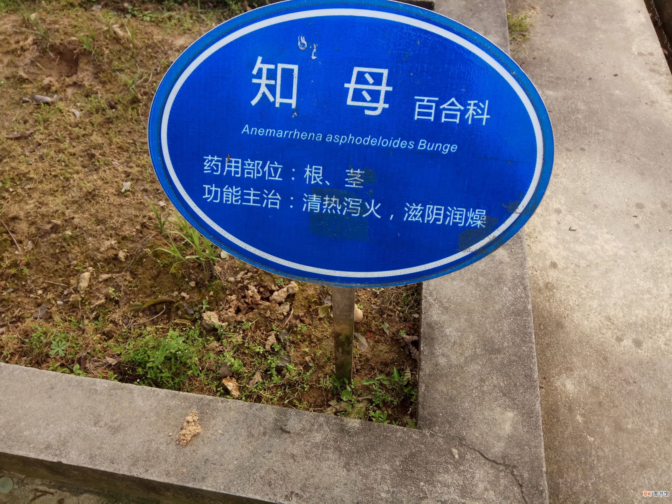 中药知母 中草药之知母