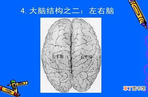 左脑和右脑的区别 左脑右脑哪个更发达的人聪明些