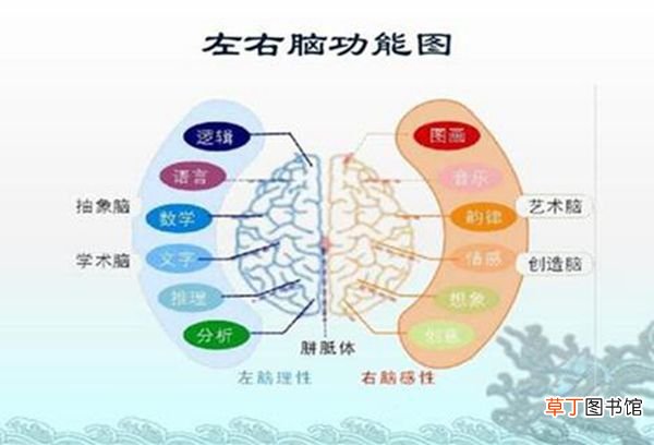 左脑和右脑的区别 左脑右脑哪个更发达的人聪明些
