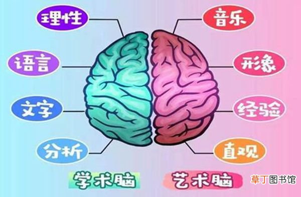左脑和右脑的区别 左脑右脑哪个更发达的人聪明些