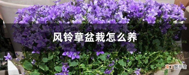 风铃草盆栽怎么养