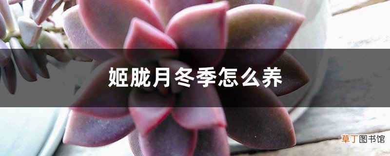 姬胧月冬季怎么养