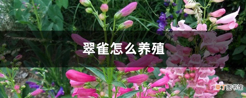 翠雀怎么养殖