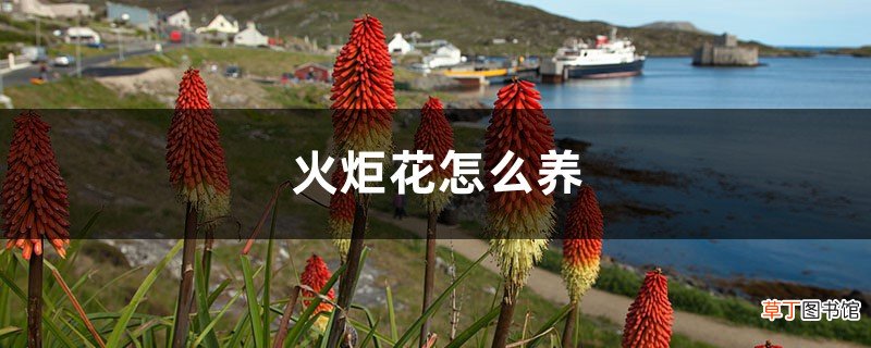 火炬花怎么养