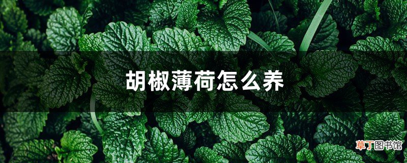 胡椒薄荷怎么养