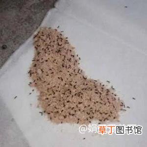 家里突然招蚂蚁预示着什么 为什么家里有蚂蚁