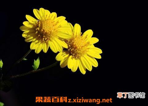 野菊花的功效与作用 野菊花的副作用