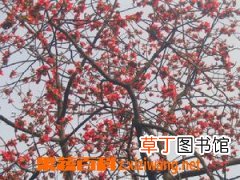 木棉花的功效与作用