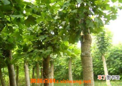 法国梧桐树的功效与作用
