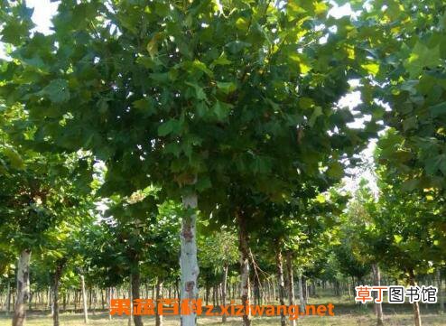 法国梧桐树的功效与作用