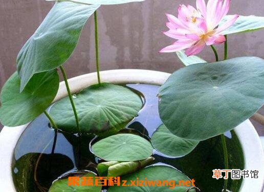水培睡莲如何操作 水培睡莲无土方法步骤