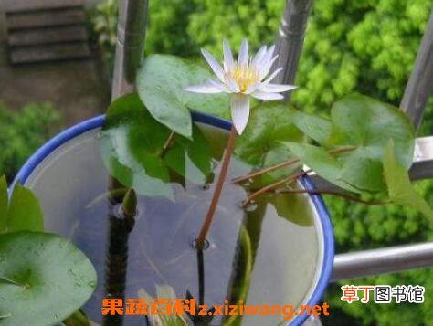 水培睡莲如何操作 水培睡莲无土方法步骤