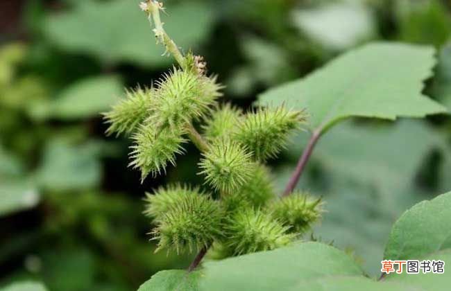 种子的传播方式 植物传播种子有哪些方法