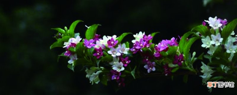 海仙花怎么繁殖