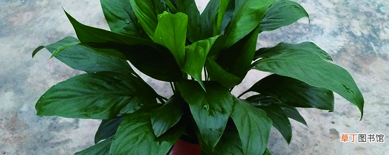 白掌怎么分株，有什么注意事项