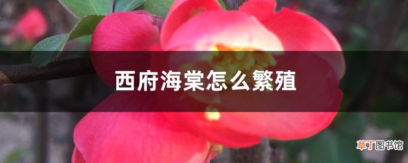 西府海棠怎么繁殖