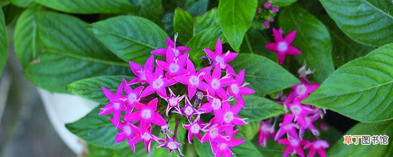 五星花怎么种
