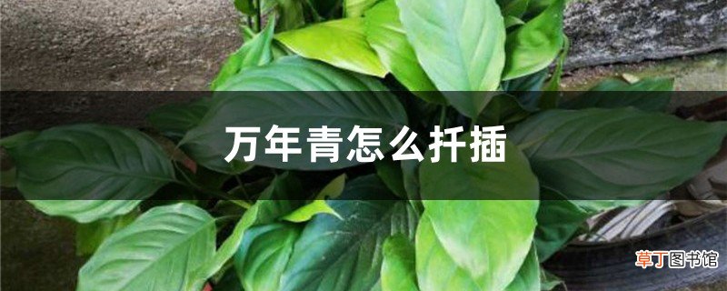 万年青怎么扦插