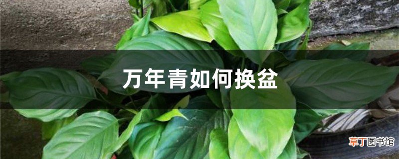 万年青如何换盆