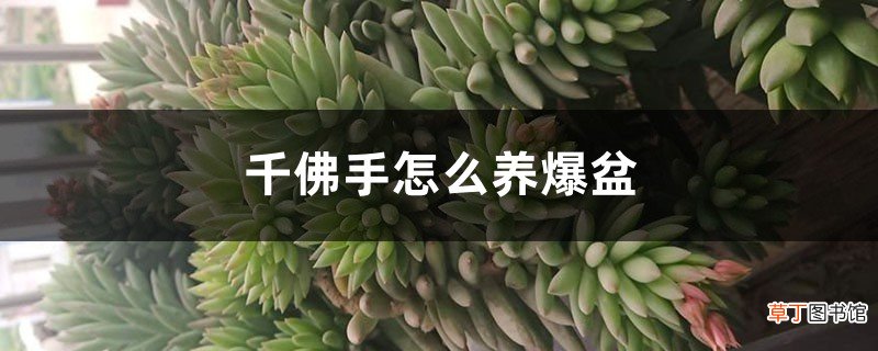 千佛手怎么养爆盆