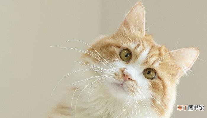 孕妇梦见被猫抓伤