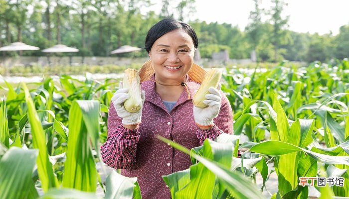 女人梦见一片绿油油的玉米地