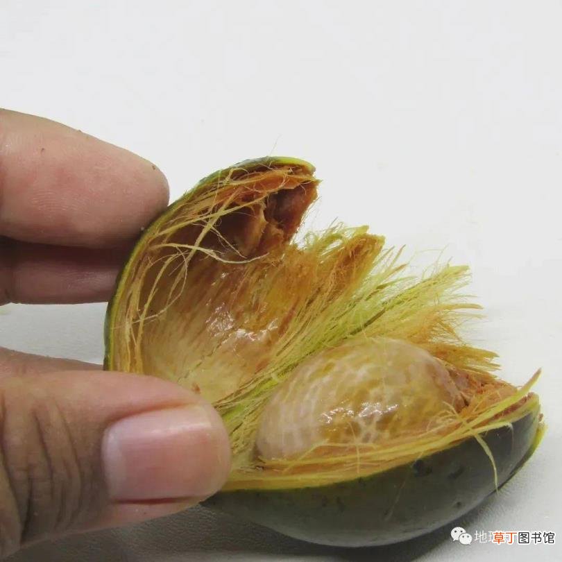 为什么槟榔第一口汁要吐掉 为什么嚼槟榔