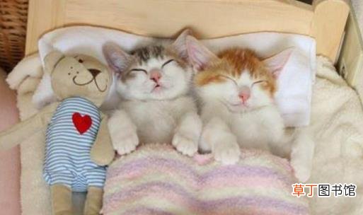 防止猫爬床最有效的方法 猫咪为什么喜欢和人睡