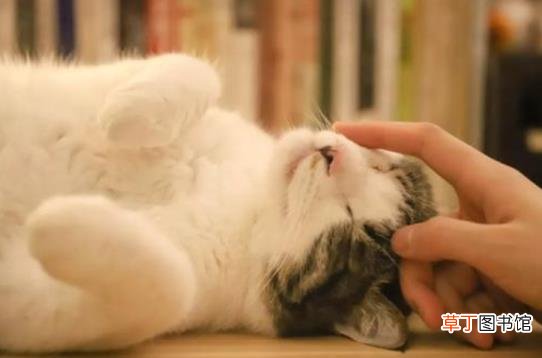 防止猫爬床最有效的方法 猫咪为什么喜欢和人睡