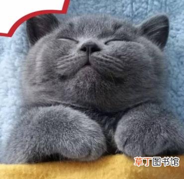 防止猫爬床最有效的方法 猫咪为什么喜欢和人睡