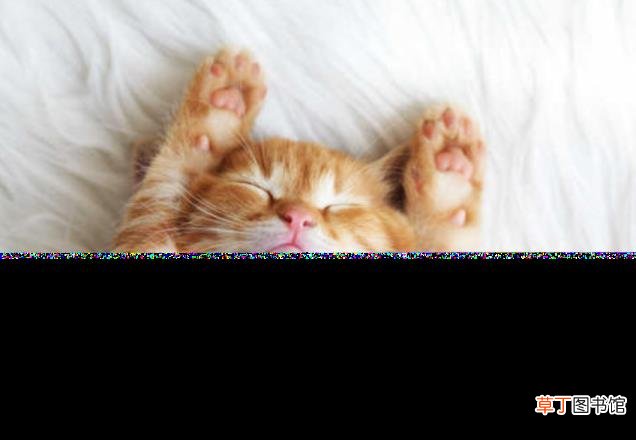 防止猫爬床最有效的方法 猫咪为什么喜欢和人睡
