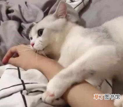 防止猫爬床最有效的方法 猫咪为什么喜欢和人睡
