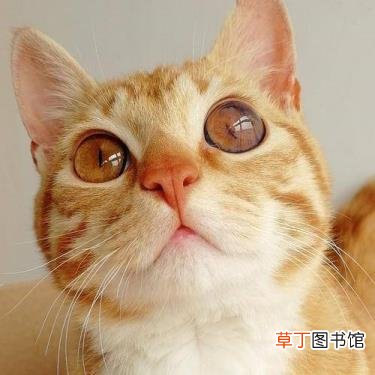 养猫会带来什么运气 猫为什么招财