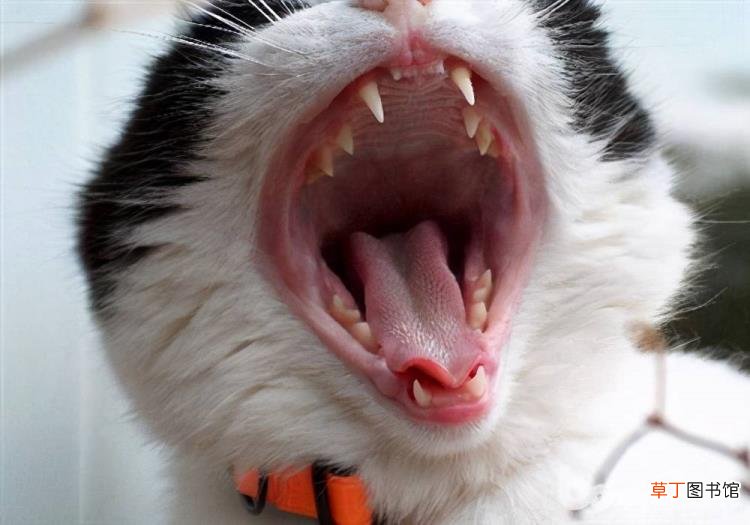 养猫会带来什么运气 猫为什么招财