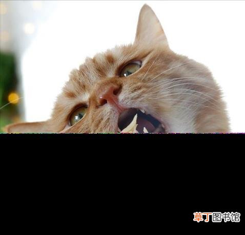 养猫会带来什么运气 猫为什么招财