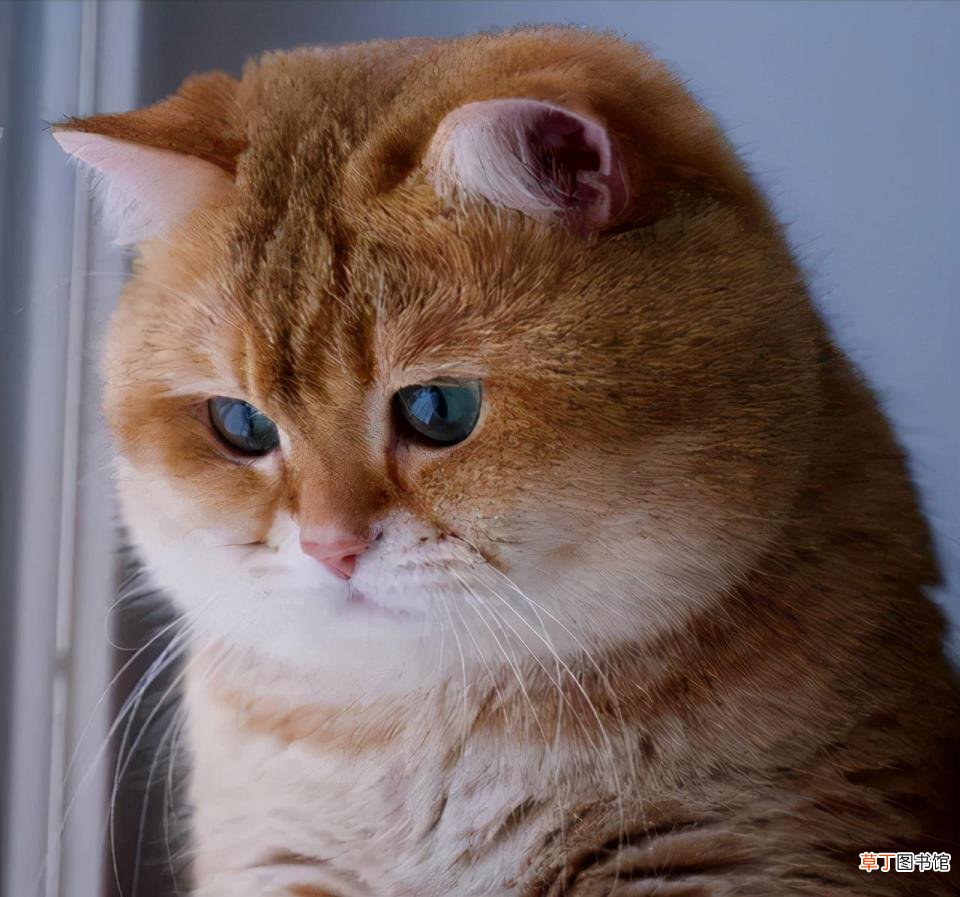 养猫会带来什么运气 猫为什么招财