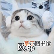 养猫会带来什么运气 猫为什么招财