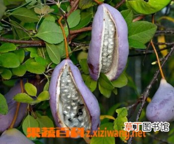 八月扎的功效和作用