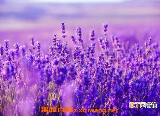 薰衣草怎么种 薰衣草的种植方法技巧